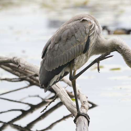 Heron with a scratch