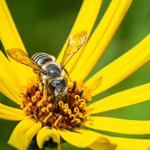 Bee on Helianthus