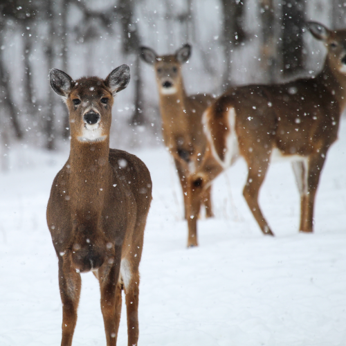 Snowy Day Deer