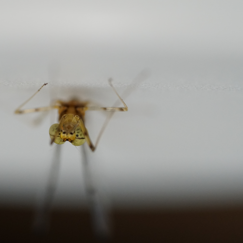 The happiest Mayfly