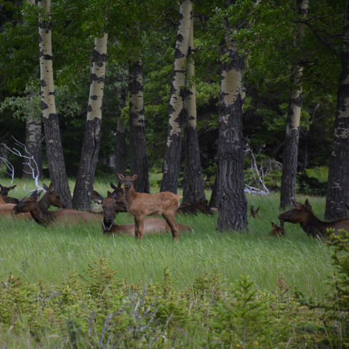 Elk ( wapiti ) in nature at Johnston Canyon, Banff National Park