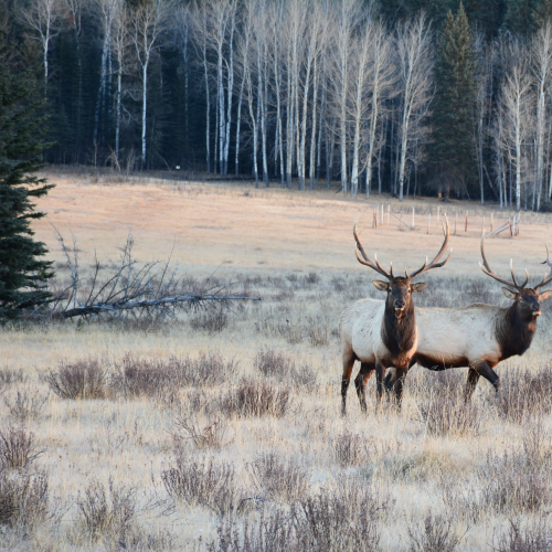 Elk ( wapiti ) in nature at Johnston Canyon, Banff National Park