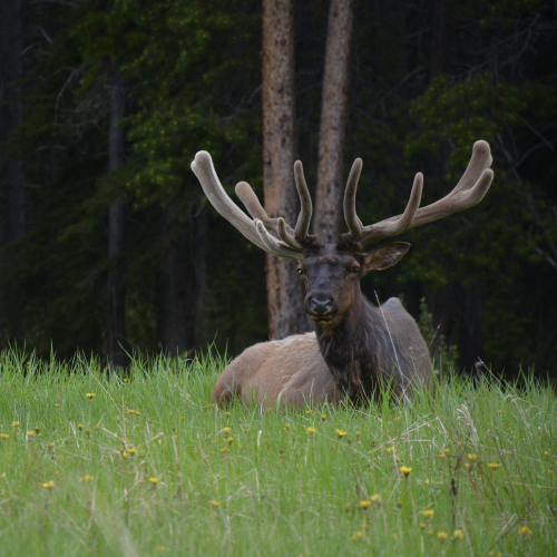 Elk ( wapiti ) in nature at Johnston Canyon, Banff National Park