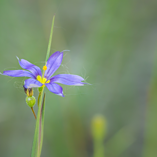Blue-eyed Grass Flower