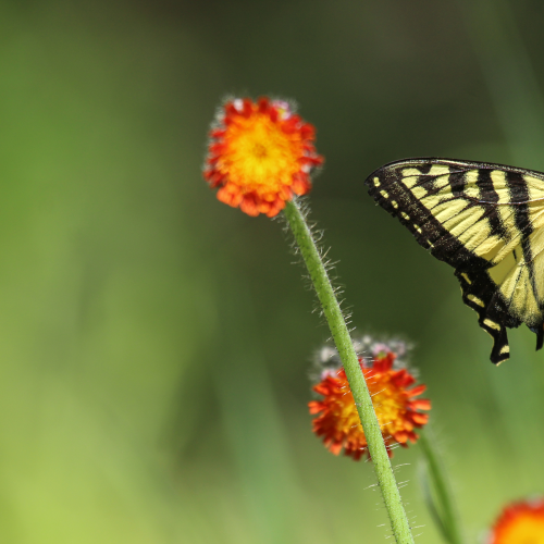 Canadian Tiger Swallowtail