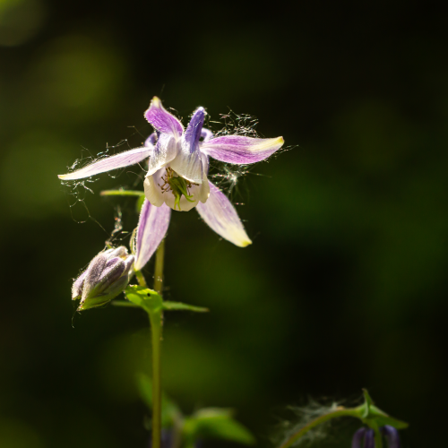 Blue Columbine