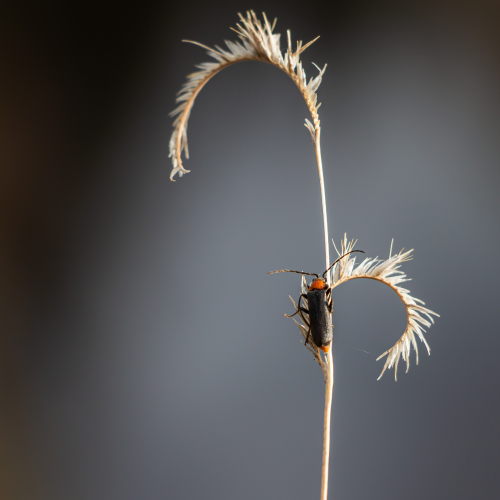 Soldier Beetle on Gramma Grass