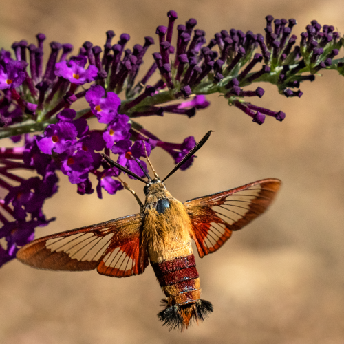 Clearwing Hummingbird Moth