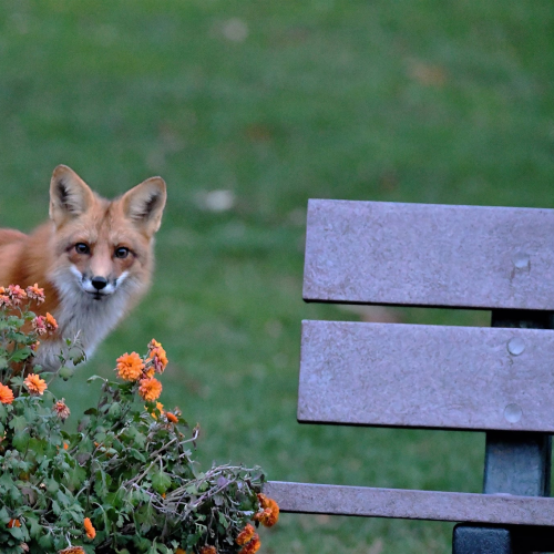 I See You!