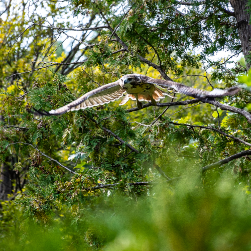 Red-tailed hawk swooping in 