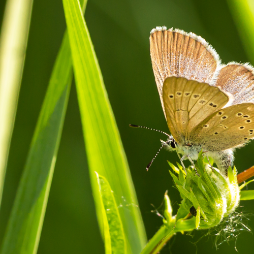 Silvery Blue Butterfly