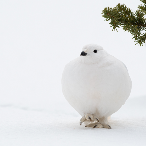Walking in a Winter Wonderland
