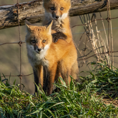Curious Red Fox Siblings
