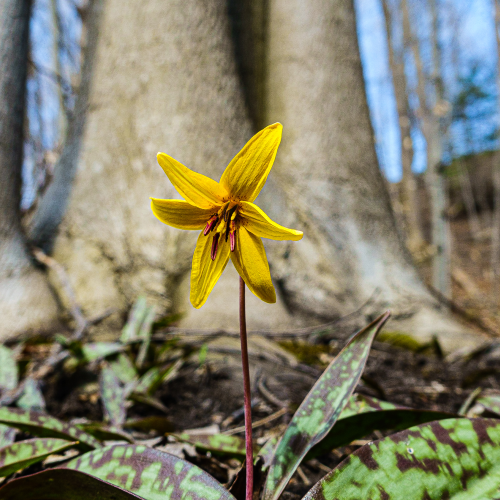 Sign of spring