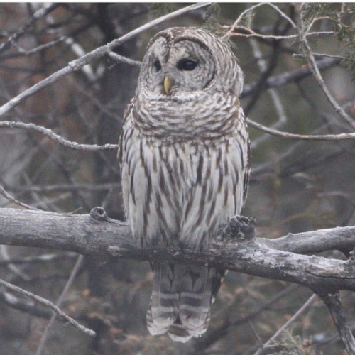 Barred Owl