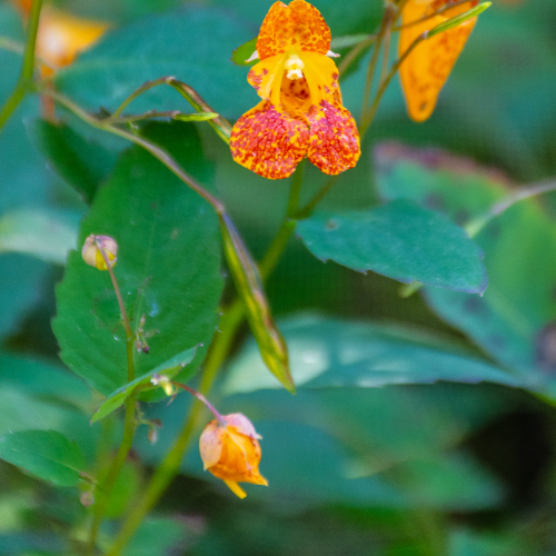 A "weed" used as traditional medicine