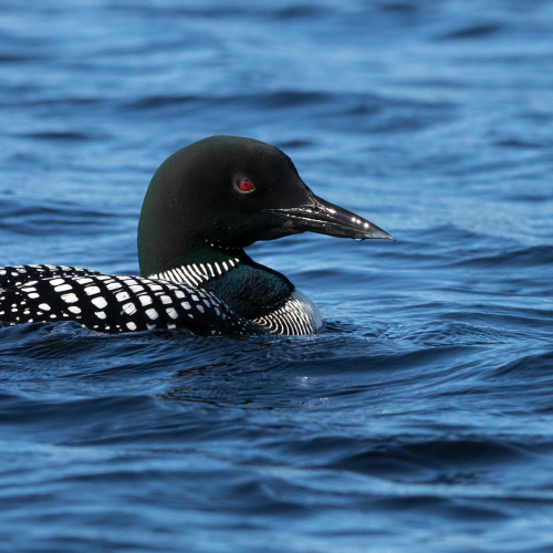 Common Loon