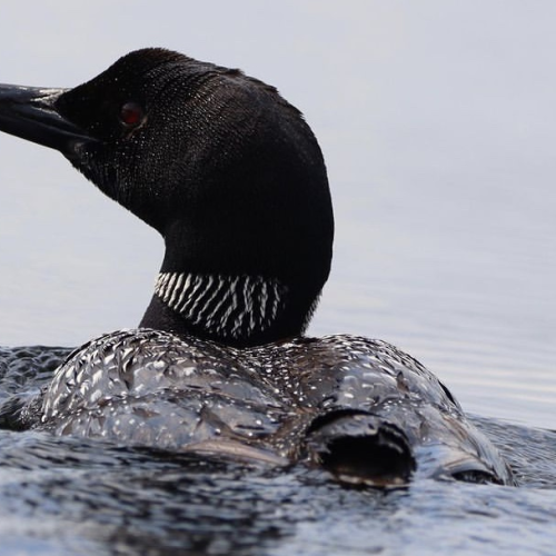 Common Loon