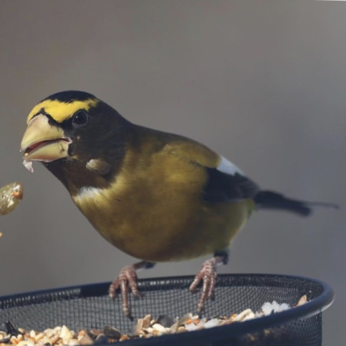 Evening Grosbeak