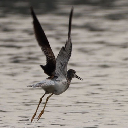 Yellowlegs