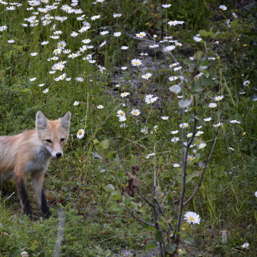 Fox family at Johnston Canyon Lodge and Bungalows / Banff National Park