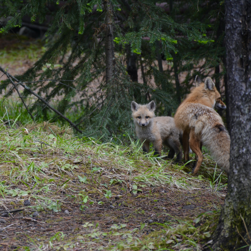 Fox family at Johnston Canyon Lodge and Bungalows / Banff National Park
