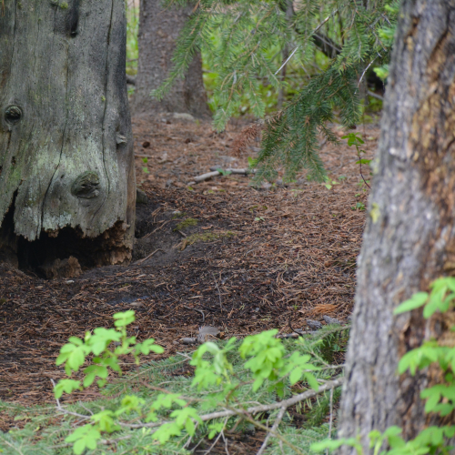 Fox family at Johnston Canyon Lodge and Bungalows / Banff National Park