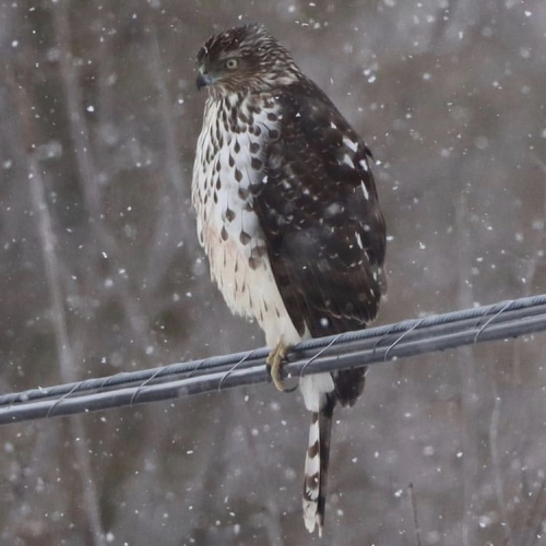 Red Tailed Hawk