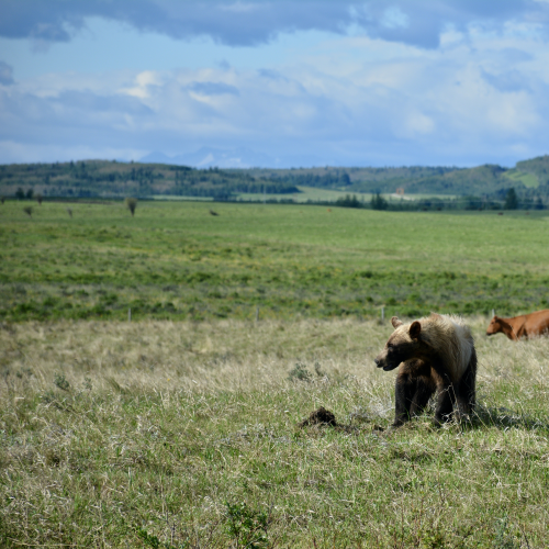 young Grizzly in the foothills of the Rockies