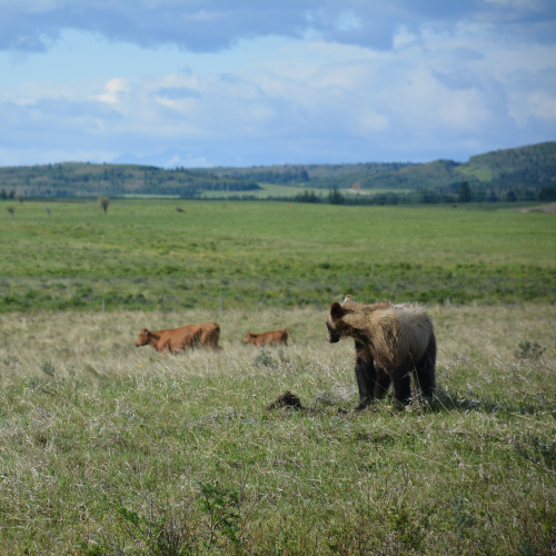 young Grizzly in the foothills of the Rockies