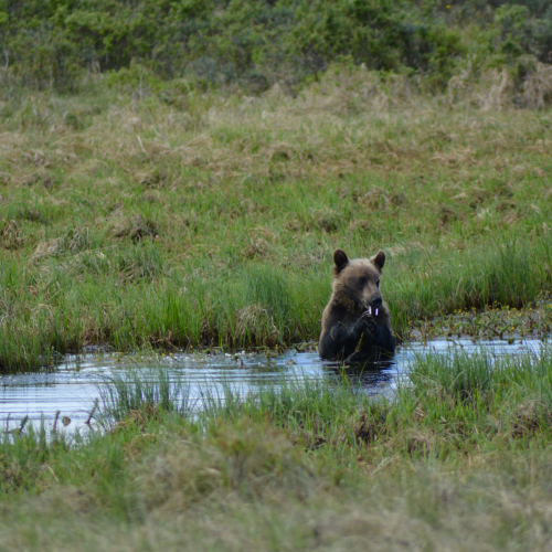 young Grizzly in the foothills of the Rockies