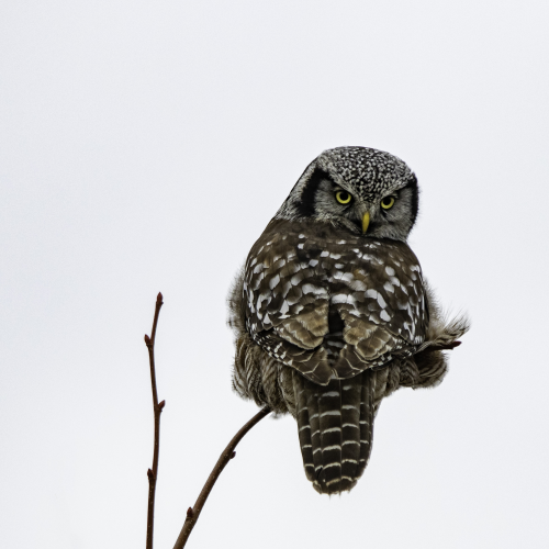 Northern Hawk Owl