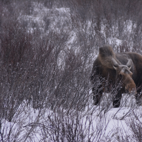 Winter moose in Moose Meadows, Johnston Canyon, Banff National Park
