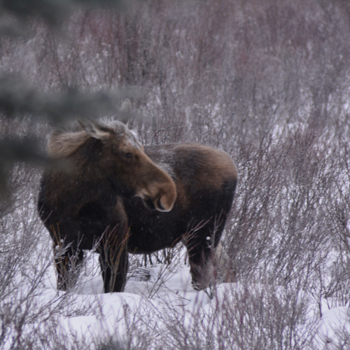 Winter moose in Moose Meadows, Johnston Canyon, Banff National Park