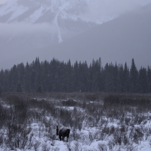 Winter moose in Moose Meadows, Johnston Canyon, Banff National Park