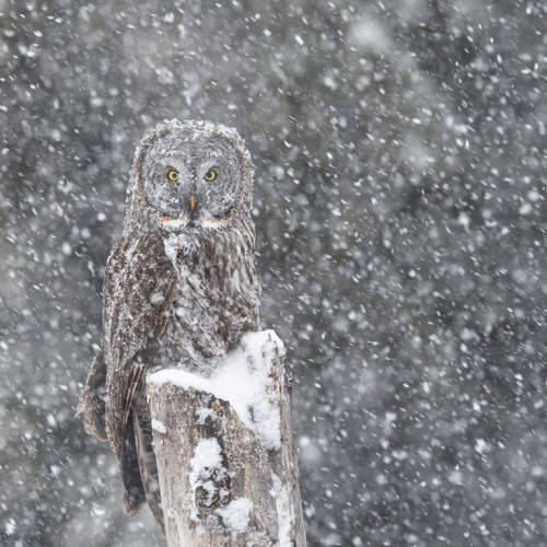Weathering the Storm