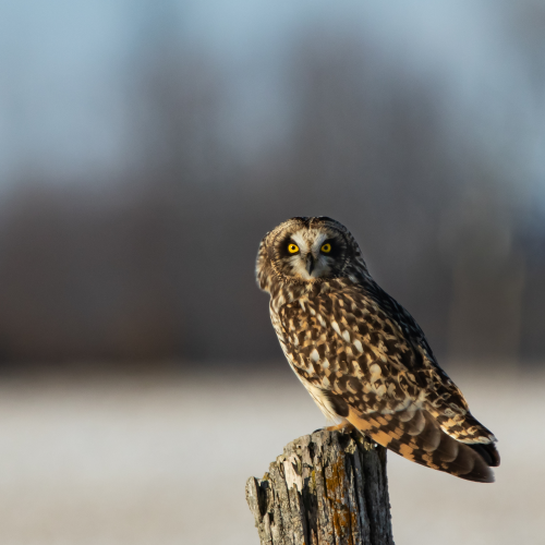 Short-eared Owl