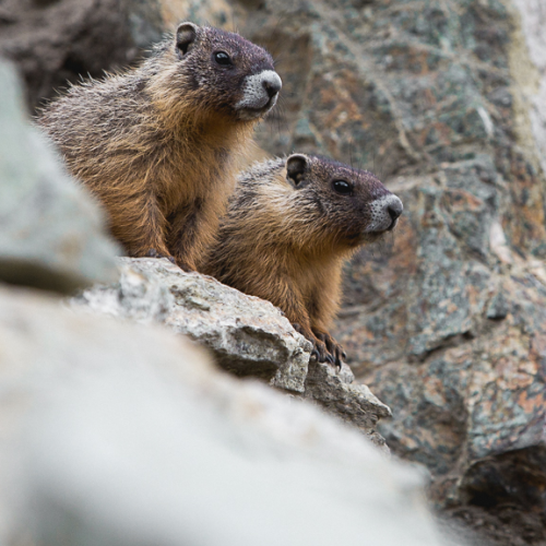 Marmot Siblings