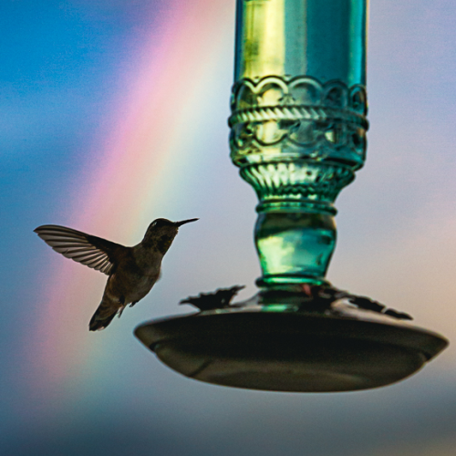Hummingbird Rainbow