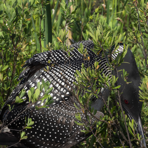 Nesting Loon 