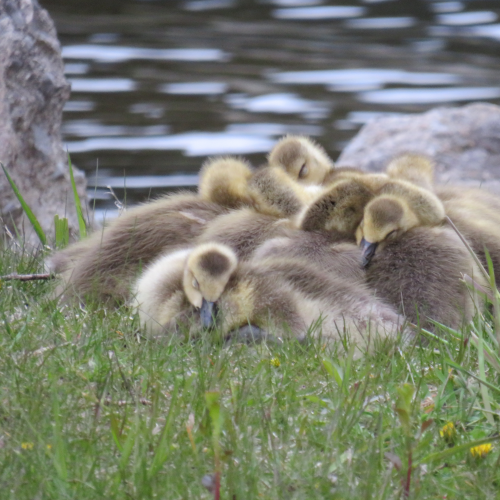 Afternoon nap with your best buds