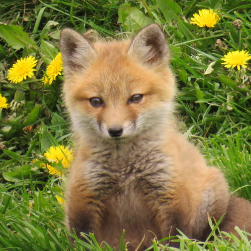 Baby Fox