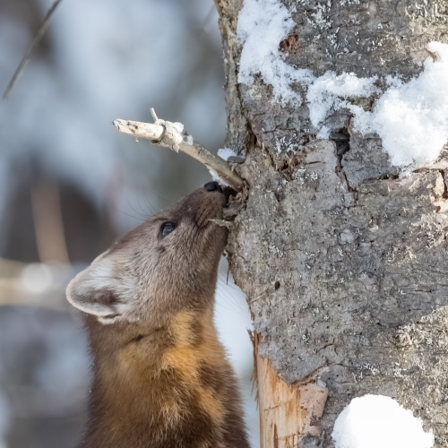 Marten Madness