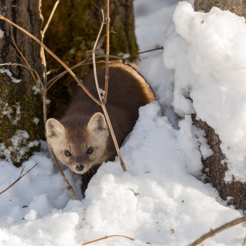 Marten Madness