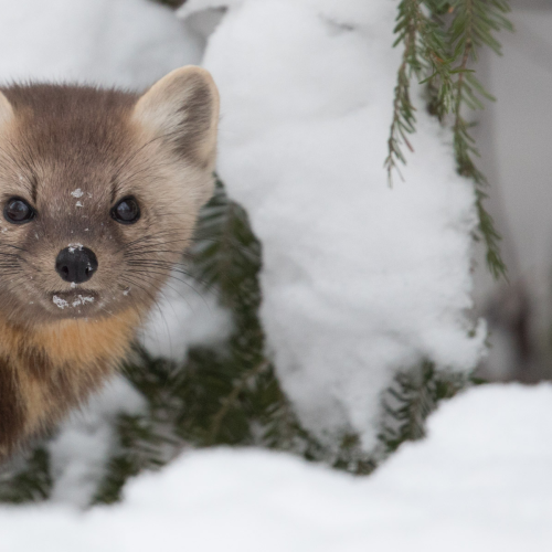 Marten Madness