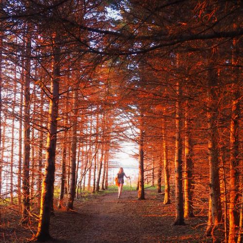 Sundown in the Forest