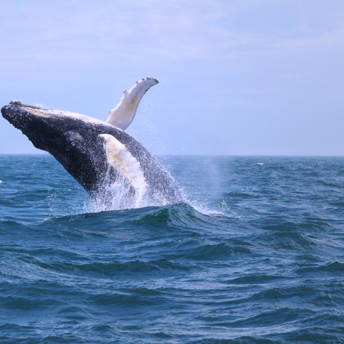 Playful Humpback
