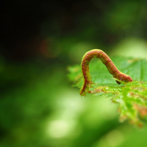 Inching away