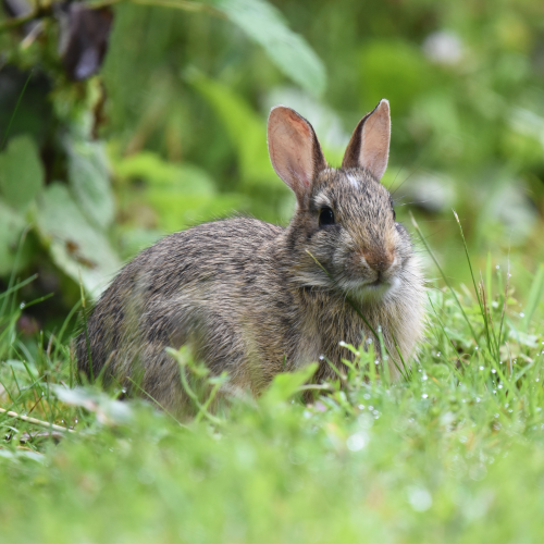 Rabbit in the grass