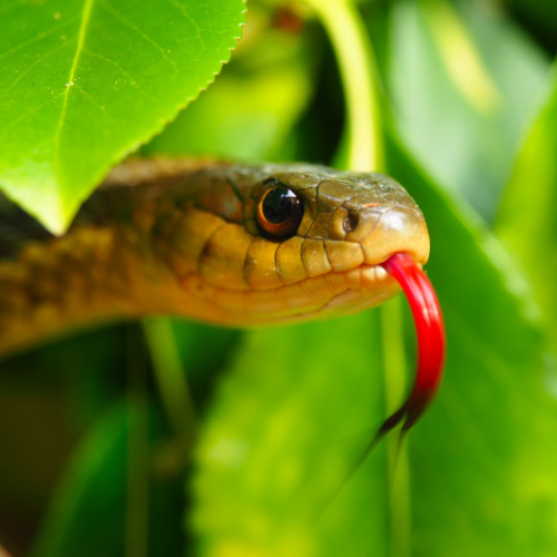 Curious snake